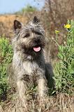 CAIRN TERRIER 047